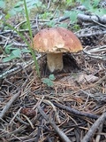 Boletus rubriceps image