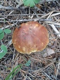 Boletus rubriceps image