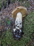 Boletus rubriceps image