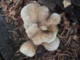 Osteina obducta image