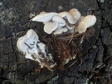 Osteina obducta image