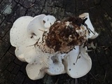 Osteina obducta image