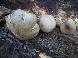 Tricholoma smithii image