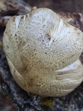 Tricholoma smithii image