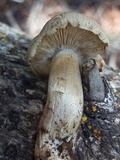 Tricholoma smithii image