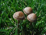 Panaeolus cinctulus image