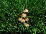 Panaeolus cinctulus image