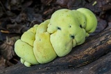 Entonaema liquescens image