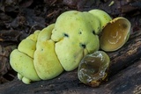 Entonaema liquescens image