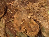 Xylaria poitei image
