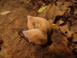 Xylaria poitei image