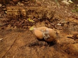Xylaria poitei image