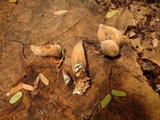 Xylaria poitei image
