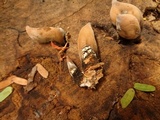 Xylaria poitei image