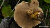 Suillus viscidus image