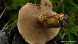 Suillus viscidus image