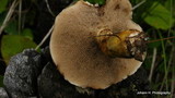 Suillus viscidus image