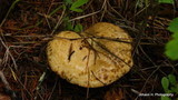 Suillus viscidus image