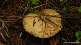 Suillus viscidus image