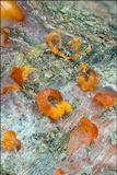Libertella faginea image