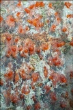 Libertella faginea image