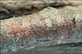 Libertella faginea image