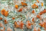 Libertella faginea image