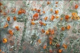 Libertella faginea image