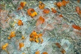 Libertella faginea image