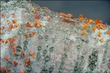 Libertella faginea image