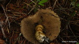 Suillus viscidus image