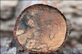 Libertella faginea image