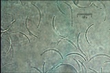 Libertella faginea image