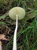 Xerula megalospora image