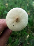 Xerula megalospora image