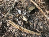 Megacollybia rodmanii image