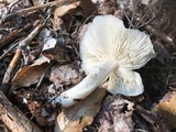 Megacollybia rodmanii image
