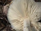 Megacollybia rodmanii image