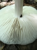 Megacollybia rodmanii image