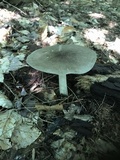 Megacollybia rodmanii image
