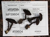 Inocybe tahquamenonensis image