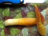 Hygrocybe punicea image