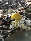 Amanita frostiana image