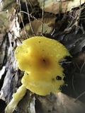 Amanita frostiana image
