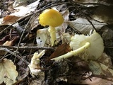 Amanita frostiana image