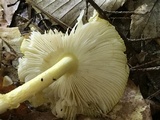 Amanita frostiana image