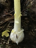 Amanita frostiana image