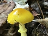 Amanita frostiana image