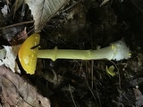 Amanita frostiana image