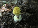 Amanita frostiana image